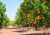 Rows of orange trees laden with ripe oranges under a clear blue sky