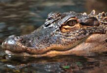 Close-up of a crocodile's head partially submerged in water