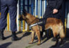 Police dog standing with two officers.