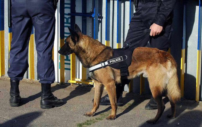 Police dog standing with two officers.