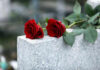 Two red roses on a gray stone.