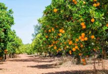 Rows of orange trees laden with ripe oranges under a clear blue sky