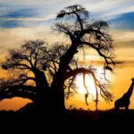 Silhouetted giraffes standing near a large tree at sunset