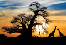 Silhouetted giraffes standing near a large tree at sunset