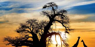 Silhouetted giraffes standing near a large tree at sunset