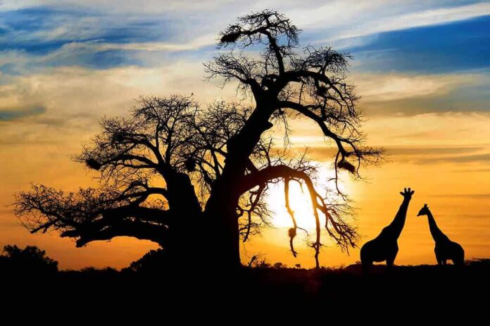 Silhouetted giraffes standing near a large tree at sunset
