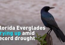 Drought CATASTROPHE Engulfs State — Millions Threatened