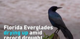 Drought CATASTROPHE Engulfs State — Millions Threatened
