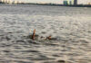 Persons hand reaching out from the water.