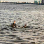Horrible: Cocaine Found in Drowned Toddlers – Mom Charged Persons hand reaching out from the water.