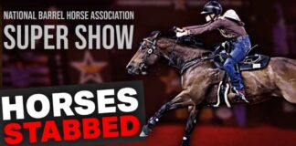 Horses Attacked at NBHA Vegas Super Show