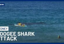 Shark MAULS Woman – Ocean Turns Red! Shark Attack At Coogee Beach Leaves Swimmer Fighting For Life | 10 News