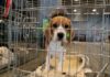 Obama Ran Disgusting Campaign to Cover for Fauci Beagle Torture Scheme beagle puppy in a metal crate