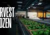 Consumer Outrage: Avocado Pipeline Suddenly Freezes U.S. Halts Avocado Inspections in Michoacan — Harvest Frozen