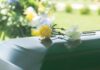 TV Star-Turned-Congressman Dies Aged 84 Yellow rose and white carnation on a green casket