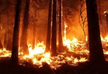 Arson Sting Nabs Suspect Mid-Blaze Forest wildfire engulfing trees at night