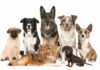 Dog Owners WARNED – Deadly Illness Surges Group of seven dogs sitting and standing on white background
