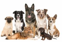 Dog Owners WARNED – Deadly Illness Surges Group of seven dogs sitting and standing on white background