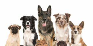 Group of seven dogs sitting and standing on white background