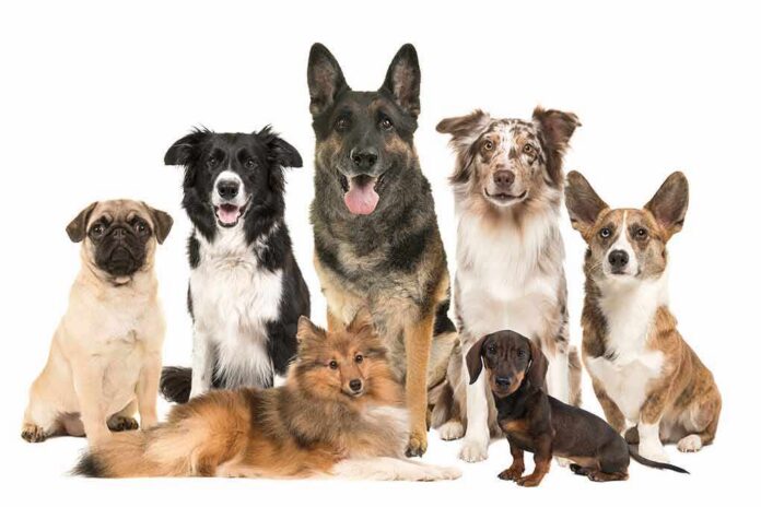 shutterstock_1597754908 Group of seven dogs sitting and standing on white background