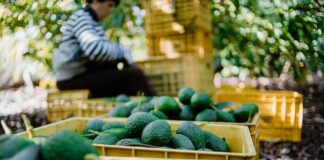 Avocados in yellow crates at an orchard