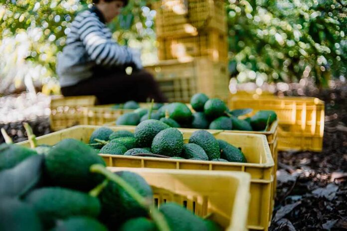 Avocados in yellow crates at an orchard