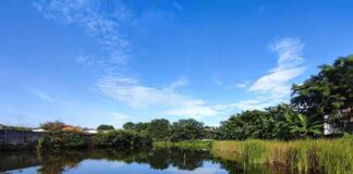 Pond with reeds under a clear blue sky